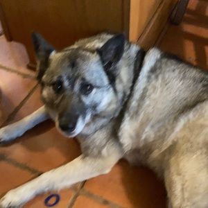 Meet your Posher, Penny